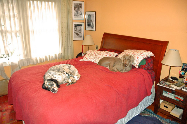 Wick Bunk Bed